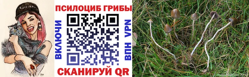Псилоцибиновые грибы GOLDEN TEACHER как найти закладки Волосово